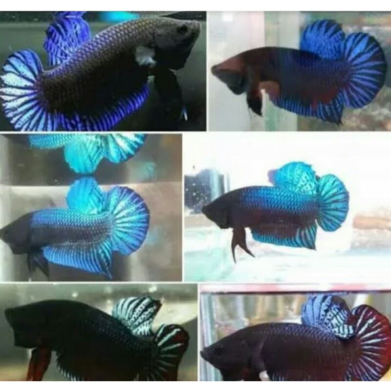 cupang aduan/bagan dan super red