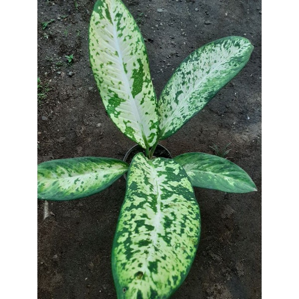 Dieffenbachia | difen | diven Galaxy