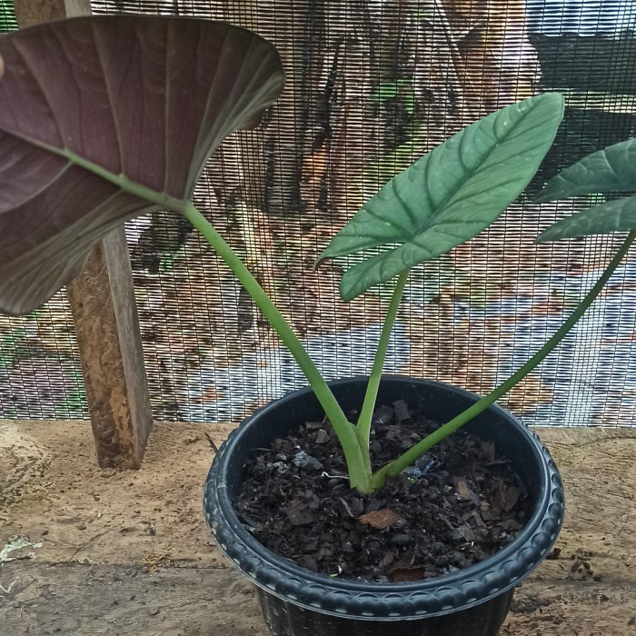 bongol Alocasia Regina