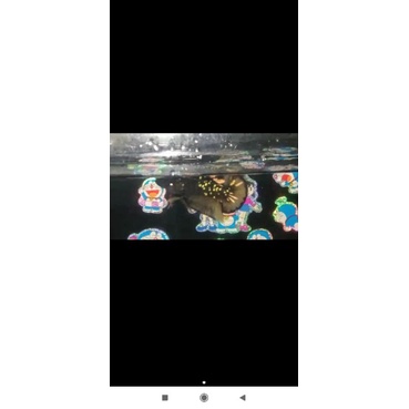 Avatar kuncop/Avatar kuncop/Avatar yelowcouper