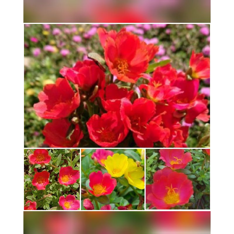 Bunga Krokot Merah Harga Perbatang