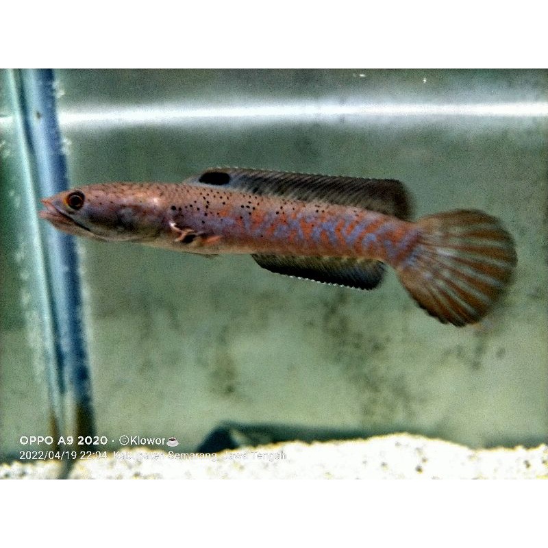 Channa Red Strip Pulchra