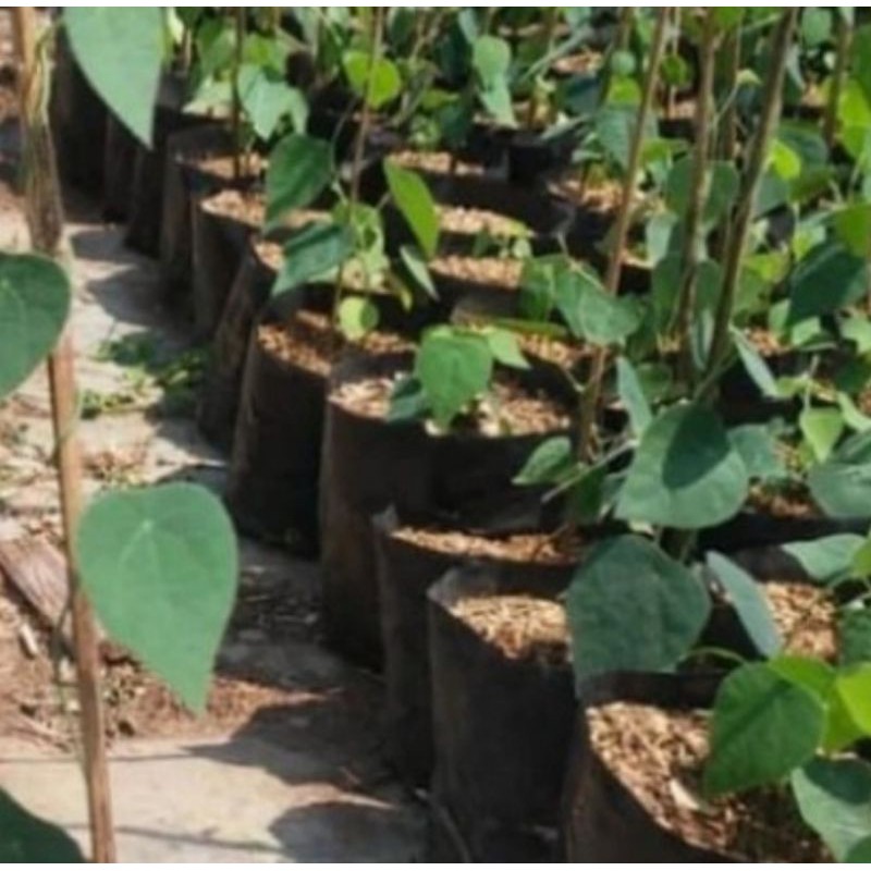 Pohon Cincau Bulu / Cincau Hijau Tanaman Herbal Cincau Bulu