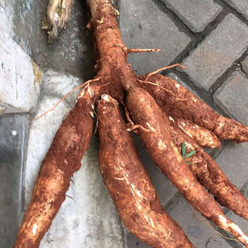 

Singkong sapi kuru