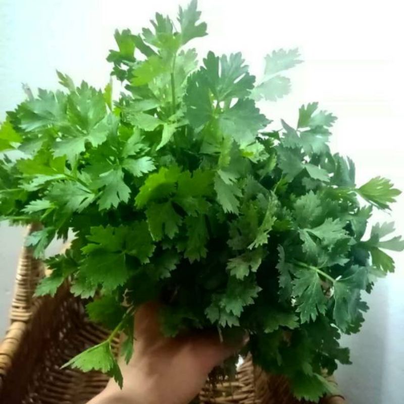 

seledri 100gr