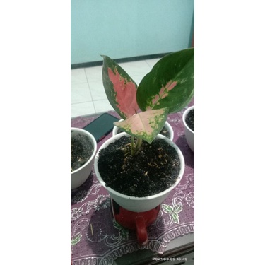AGLONEMA RED KOCIN REMAJA