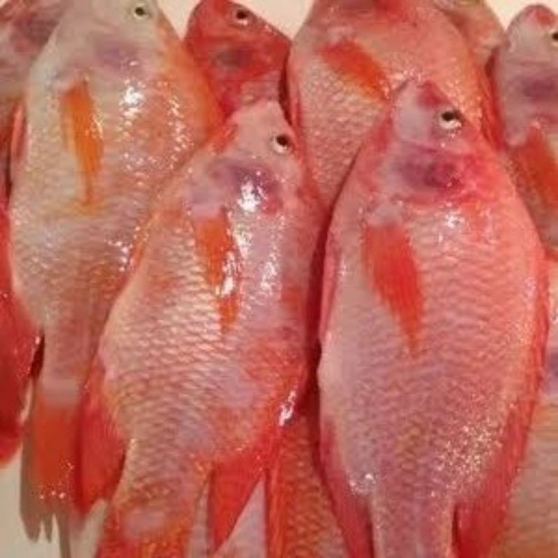 

Ikan Nila Merah Segar Tanpa Bumbu