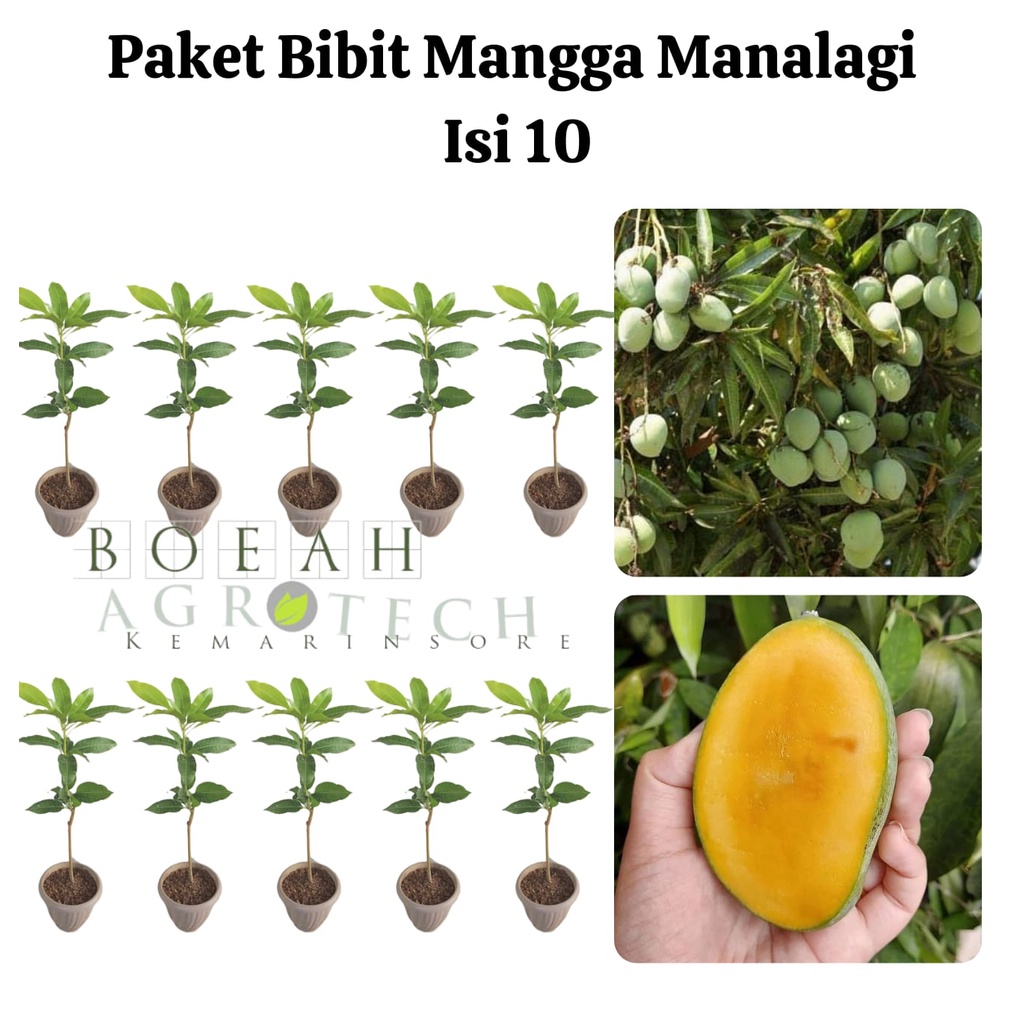 Paket Hemat Bibit Mangga Manalagi Okulasi Isi 10 Bonus Bibit Strawberry+Polibag