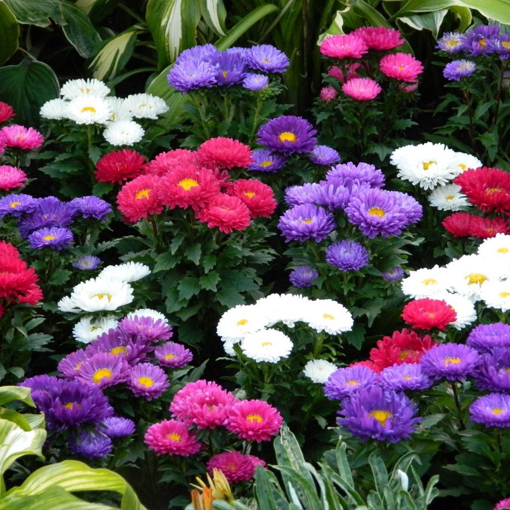 8 Bibit Bunga Aster Rainbow Mix Benih Tanaman Aster Warna-warni Mixed Import Kualitas Premium Super