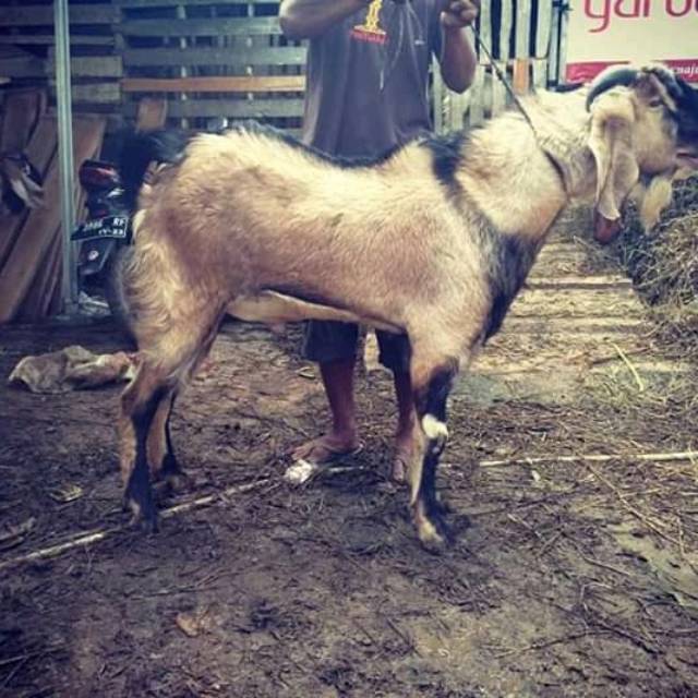 

Kambing kurban super