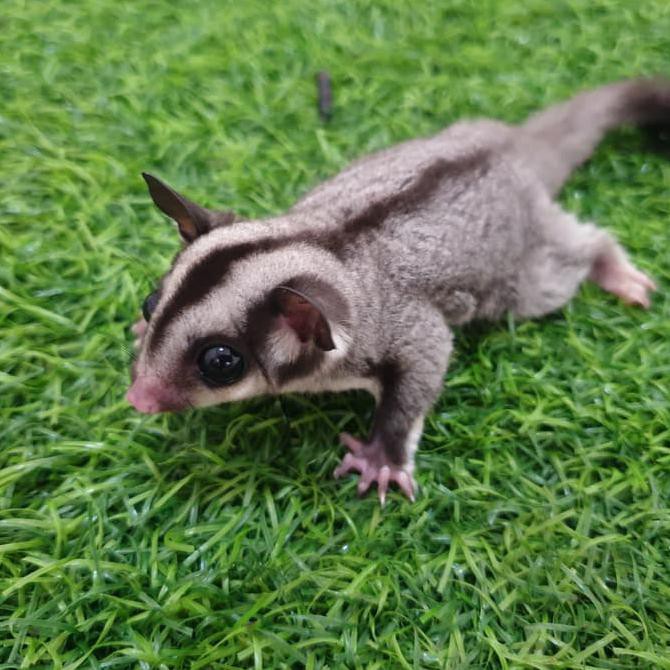 Sugar Glider Sg Order Yukkk Shopee Indonesia