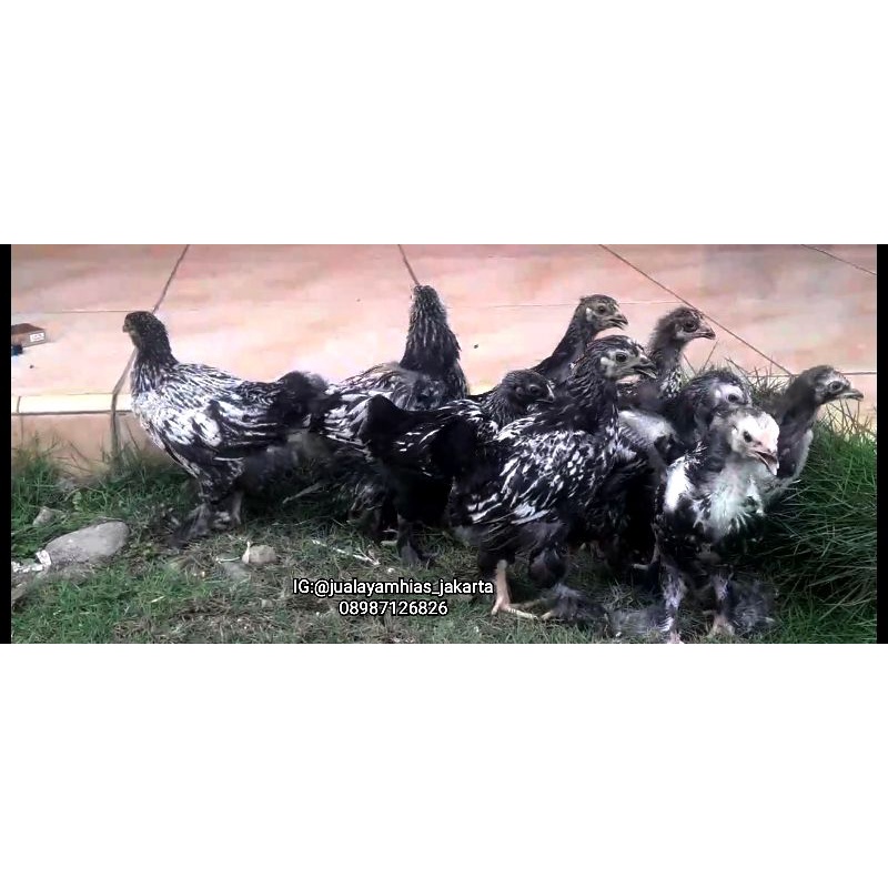 AYAM BRAHMA SILVER LECED anakan usia 1 bulanan induk terlampir