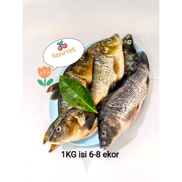 

IKAN MAS 1KG ISI 6 EKOR ATAU 8 EKOR