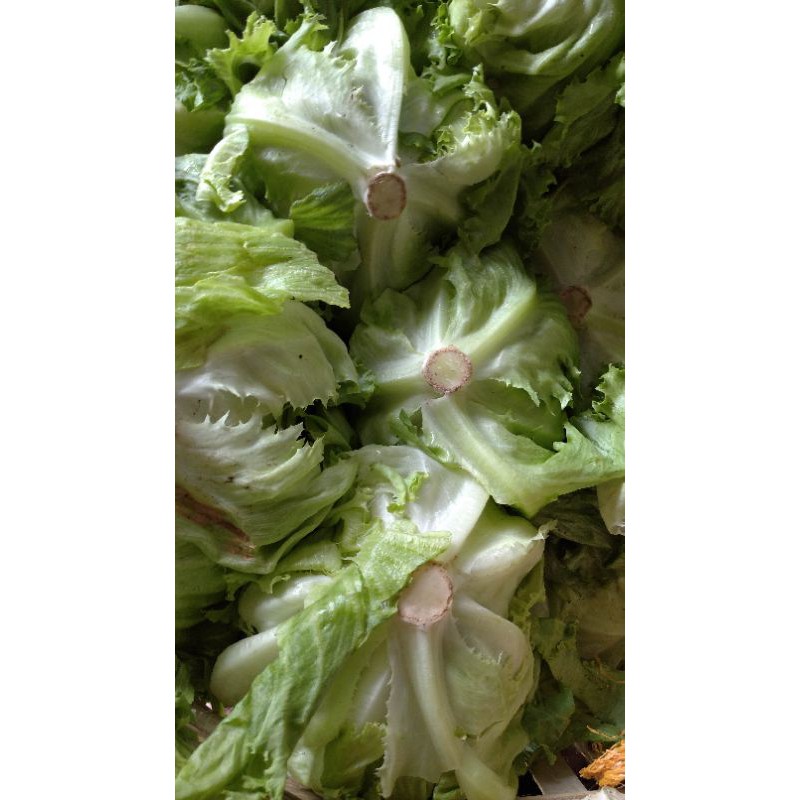 

LETUCE / LETTUCE / LETUS Selada segar