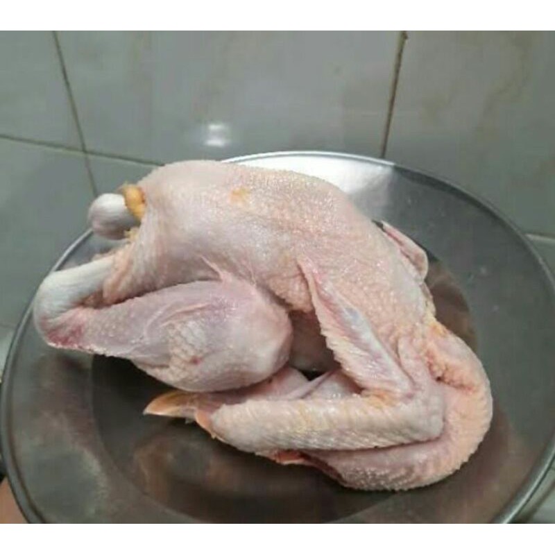 

Ayam Tege/ekor