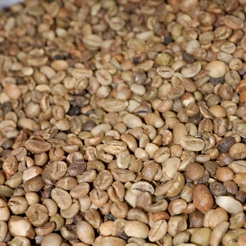 Green Bean Biji Kopi Mentah Bengkulu Robusta