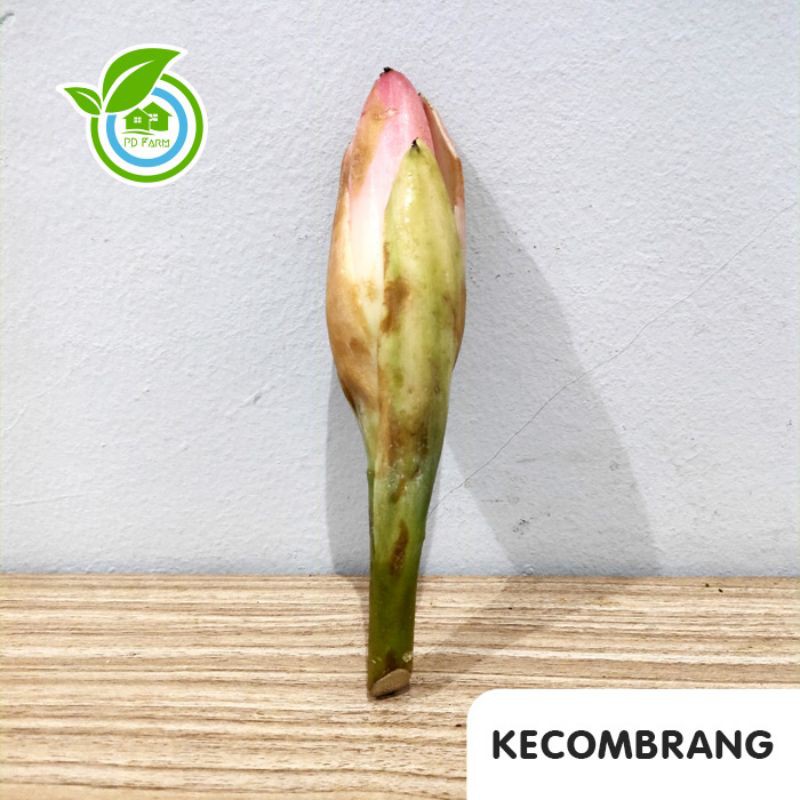 

Kecombrang (250gram)