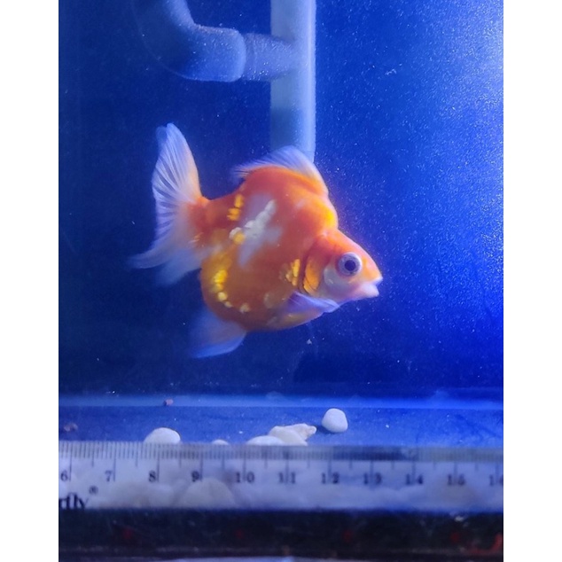 Ryukin Rw 6,5cm Ikan mas koki