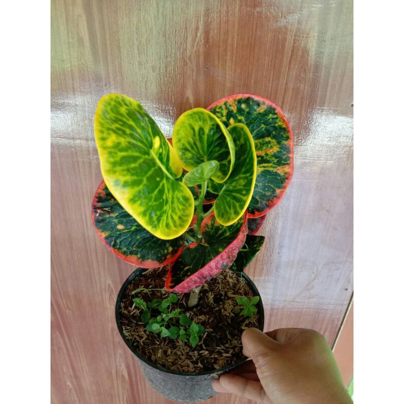 Bibit Tanaman bunga puring Apel Srg