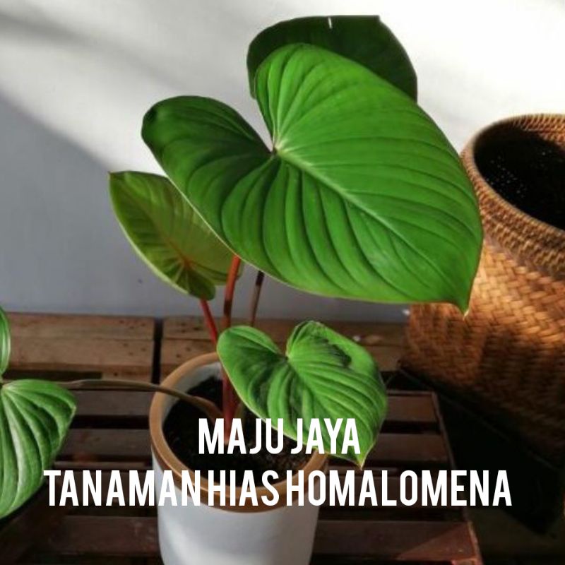 TANAMAN HIAS HOMALOMENA/TANAMAN KELADI HOMALOMENA