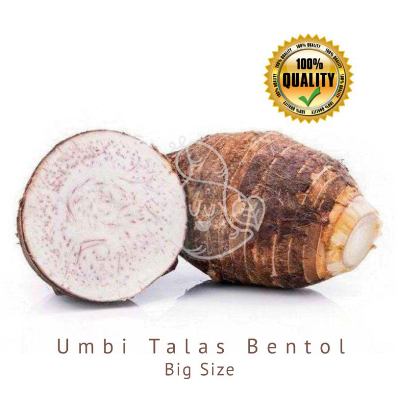 

Bentol 1Pcs +1000g / Umbi Talas Polo Pendem / Ubimart Official