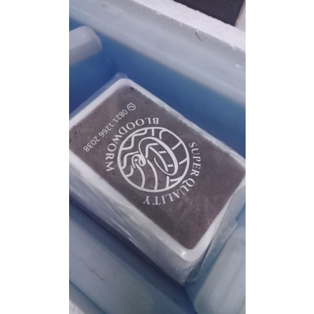 cacing beku ( frozen bloodworm )