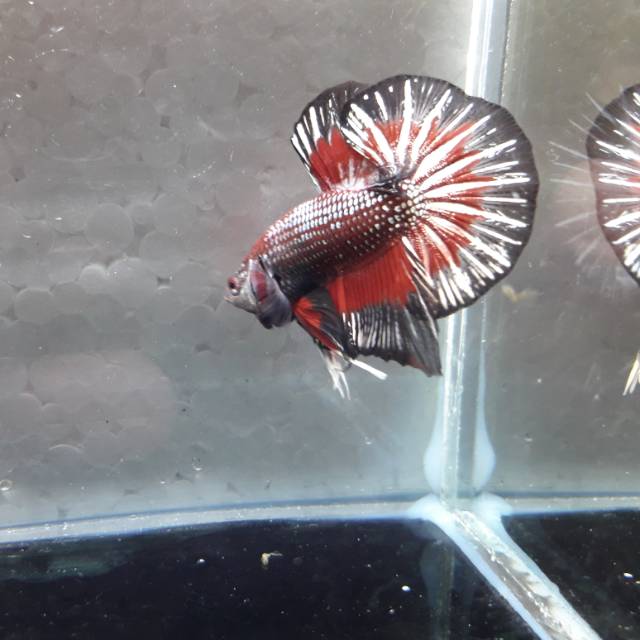 CUPANG HIAS HMPK REGULER SNI KONTES