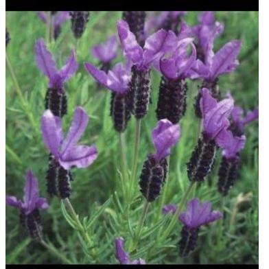 Tanaman Mexican Lavender