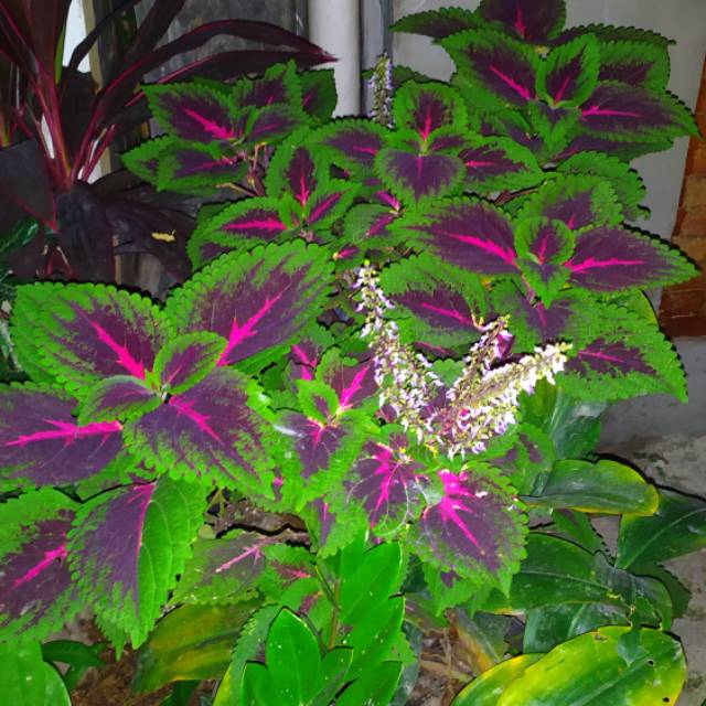 Tanaman coleus