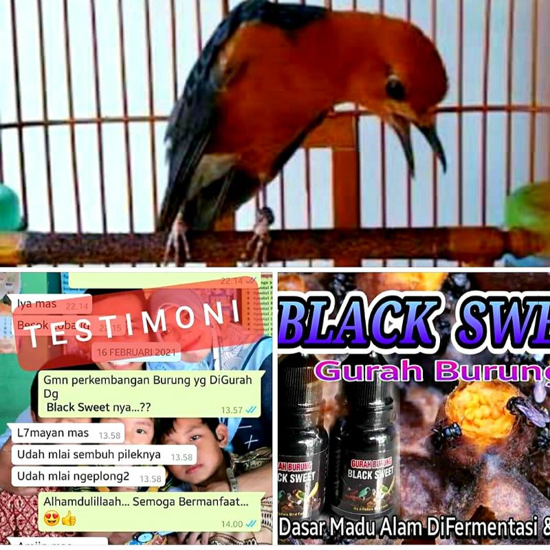 Gurah Burung BLACK SWEET serak pilek macet bunyi Gurah Suara Berlendir