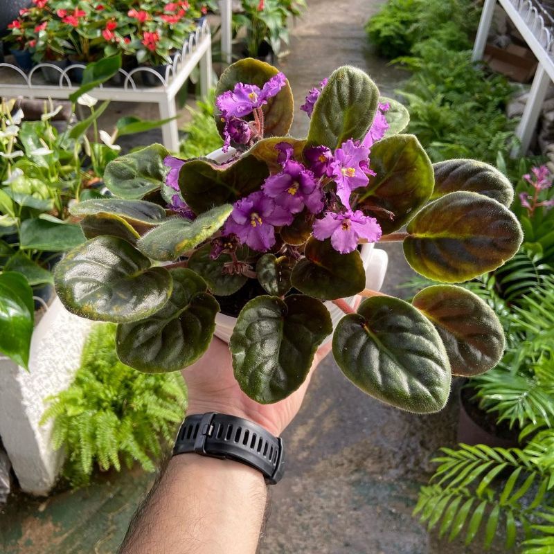 Tanaman Hias Hidup Bunga Piucis African Violet