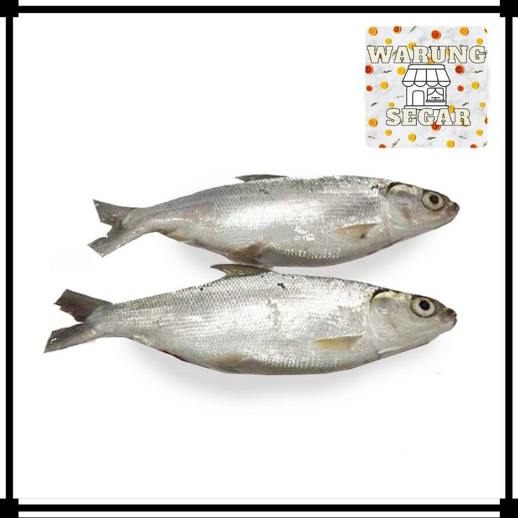 

Ikan Bandeng Segar - Per Ekor 500 Gram WarungSeger