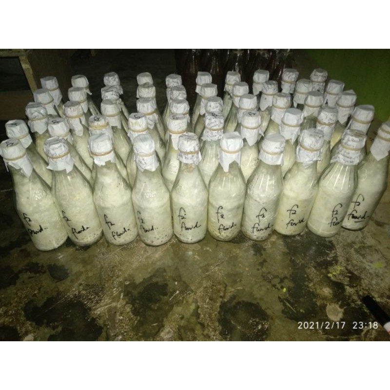 

bibit jamur tiram putih jenis florida F2