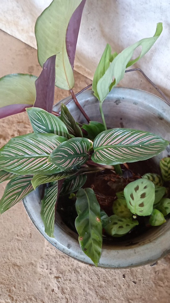 Paket 5 Tanaman Hias Calathea-kalatea