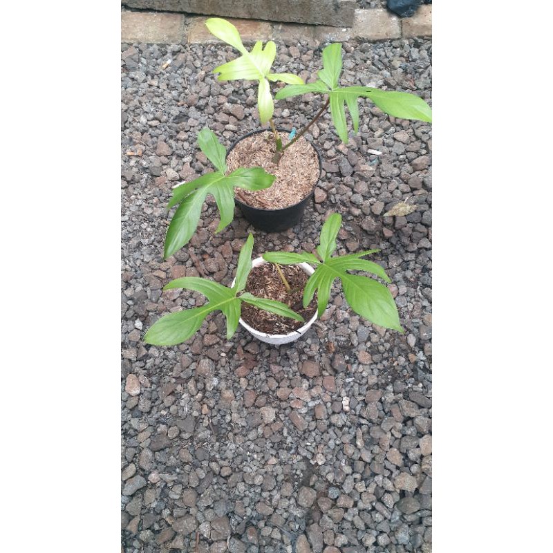 philodendron florida ghost