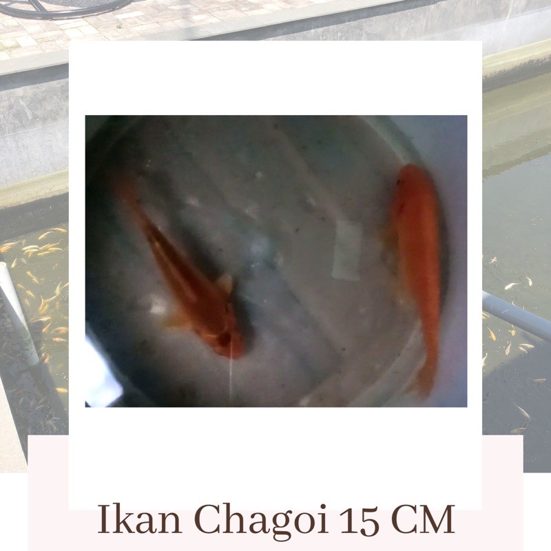 IKAN KOI CHAGOI SATUAN UKURAN 15 CM