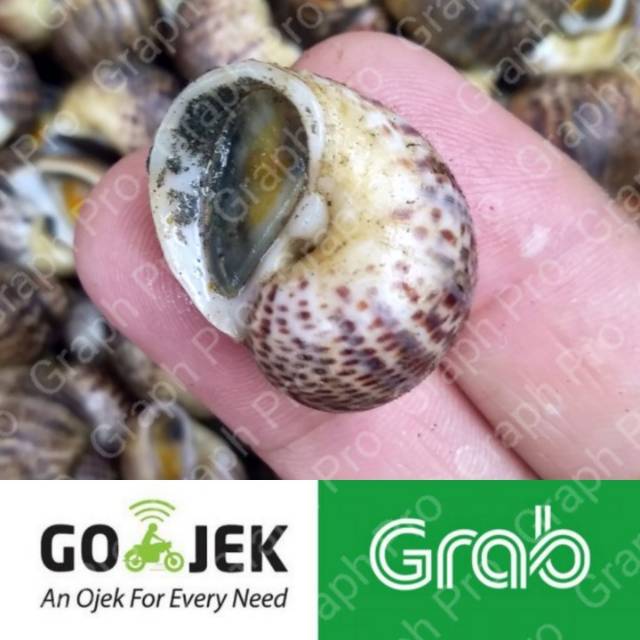 

Keong Macan Tutul Konsumsi Seafood Segar