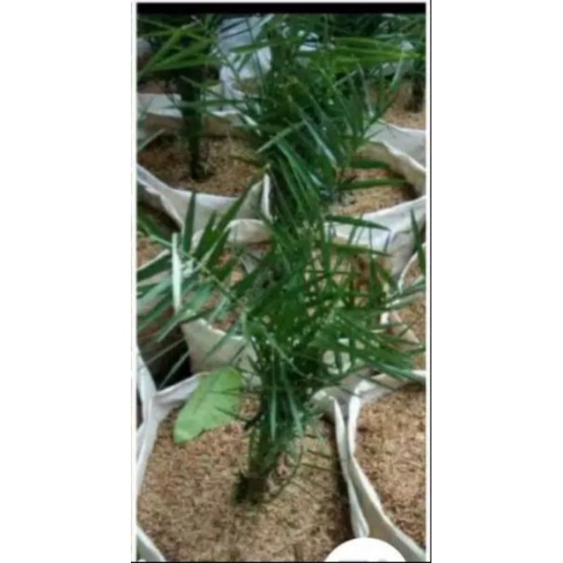 Tanaman hias Outdoor - Pohon Palem Kenari - Palm kenari