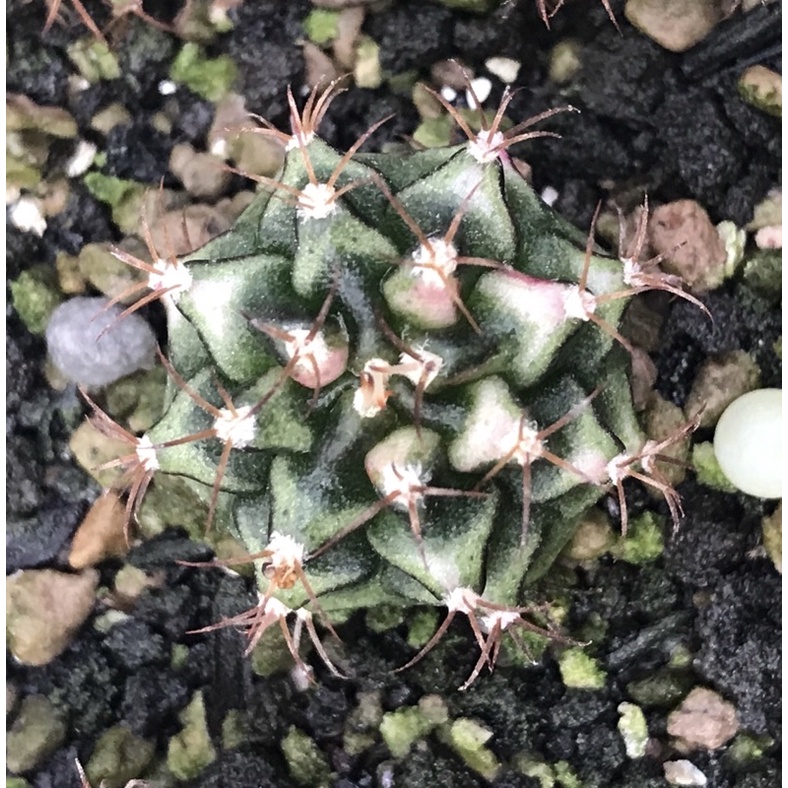 Gymnocalycium Multicolor Taiwan