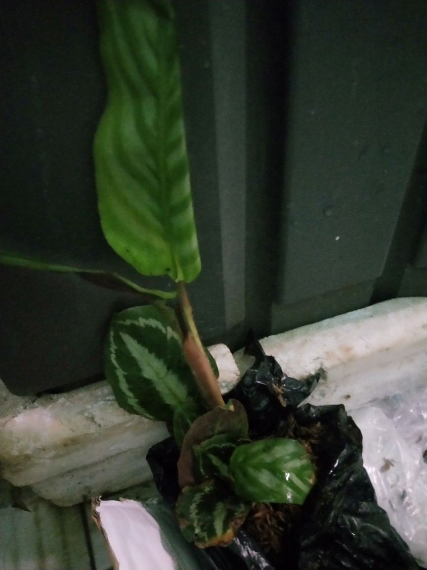Tanaman Hias Calathea Sentosa Tanaman Hias