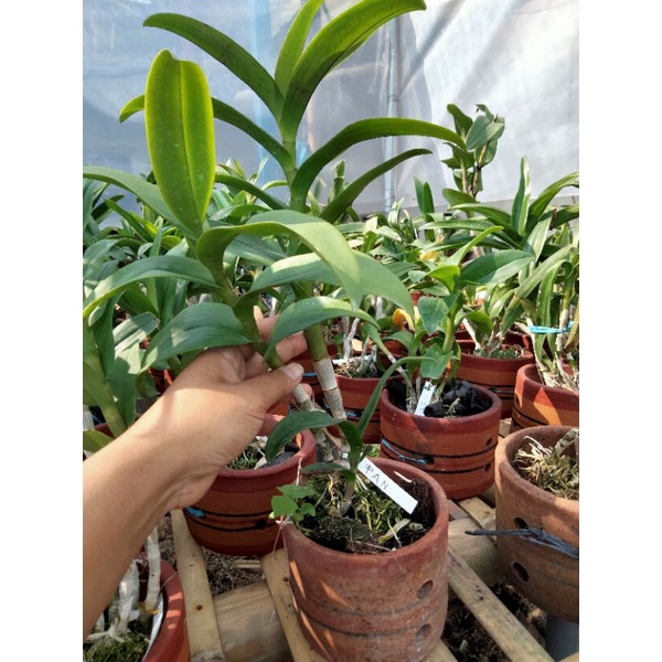 anggrek dendro dewasa siap bunga besar