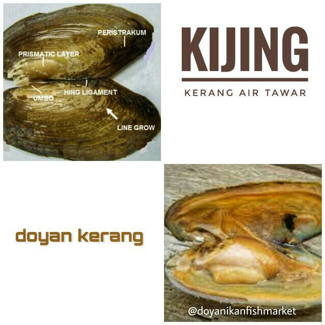 Kijing Kerang Air Tawar Shopee Indonesia