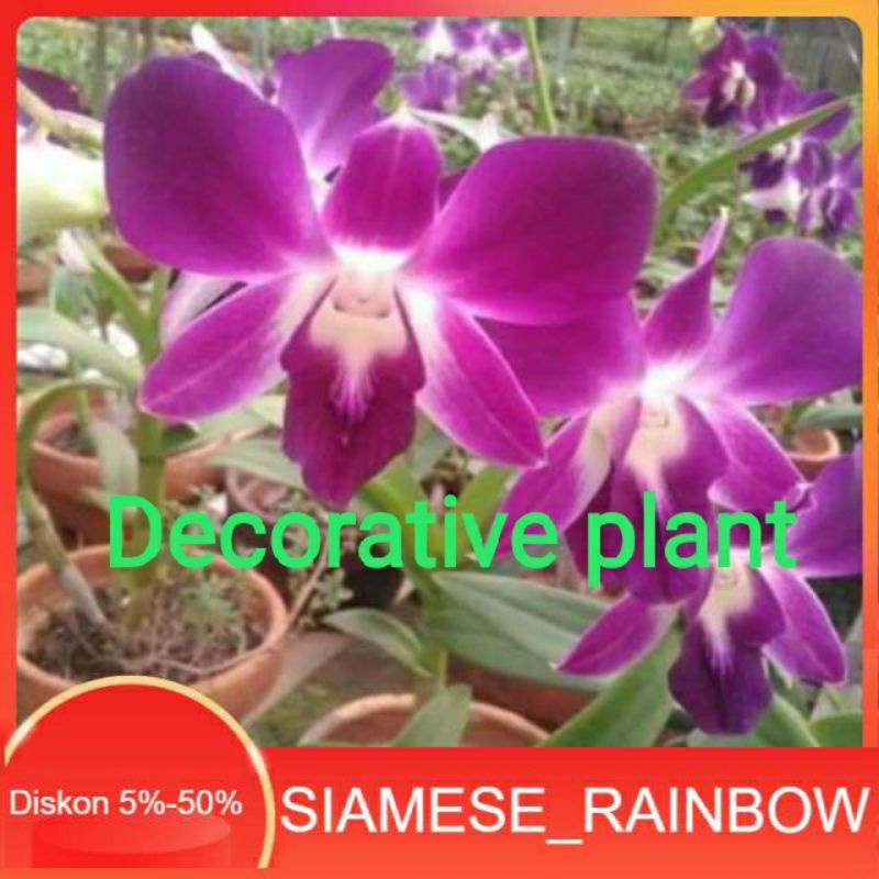 Anggrek Dendrobium Sonia dewasa