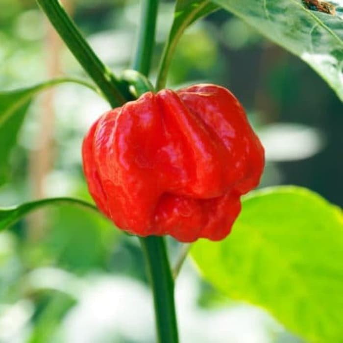Benih - Biji - Bibit Cabe Hias Cabe Super Pedas Cabai 7 Pot Jonah