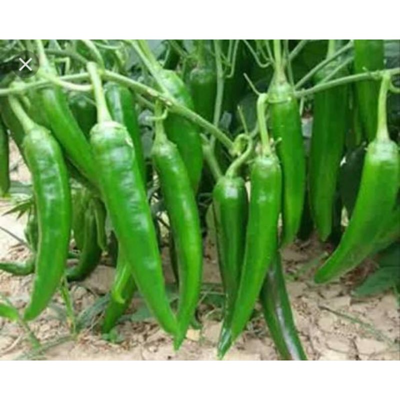 

Cabe Hijau / Cabai lombok panjang