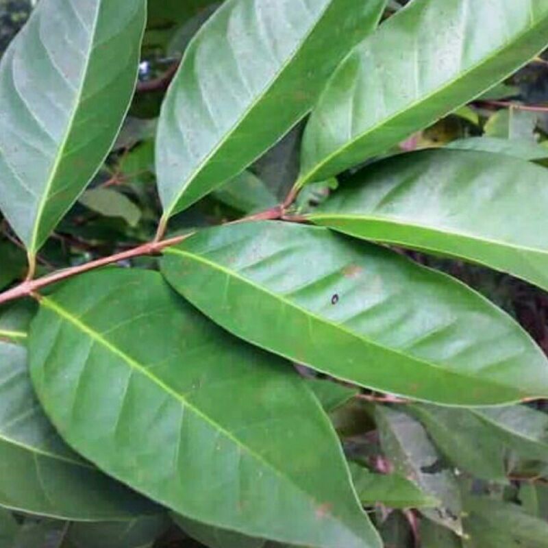 

DAUN SALAM JAMBI