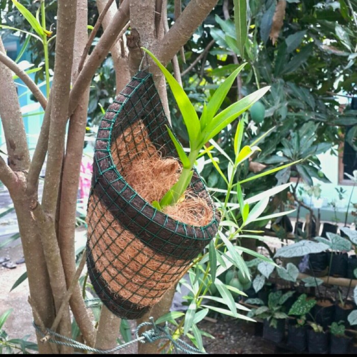 Pot kombinasi anggrek bulan angrek tanah  sabut kelapa ijuk murah