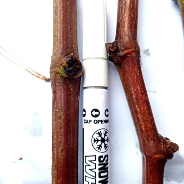 Promo cutting Anggur import Jupiter Horde veles ninel Berkualitas