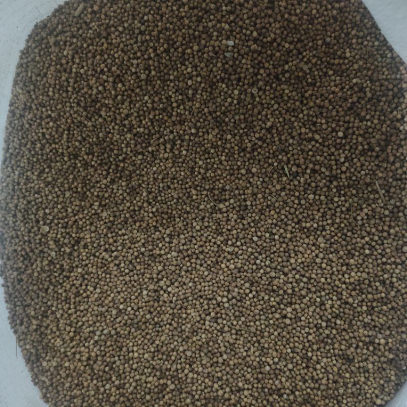

ADY78 Ketumbar hitam asli 1kg ketumbar asli original 1kg