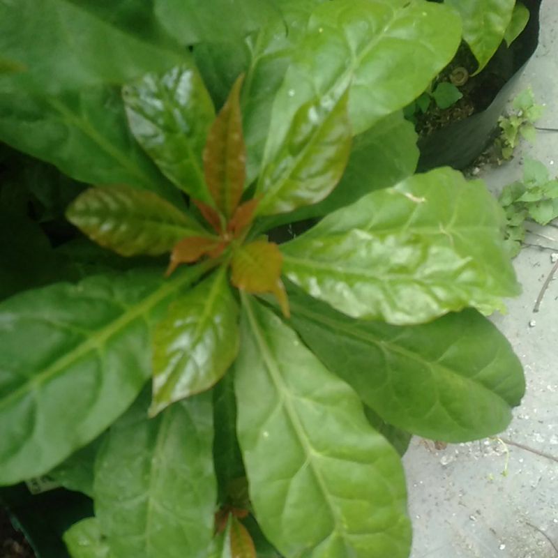 

Daun Jarum Tujuh Bintang Bilah duri minim order 10 lembar @